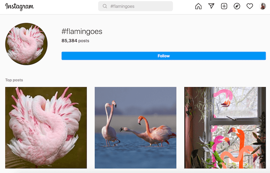 #flamingoes top posts results page on Instagram